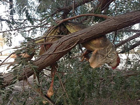 Courtesy: Friends of Animal