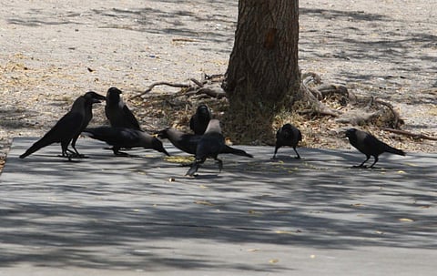 Crows destroying Dubai’s native bird species