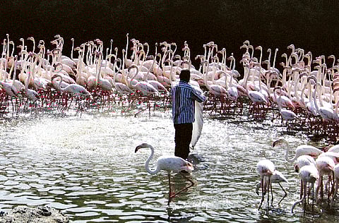 CHERYL ROBERTSON/Gulf News