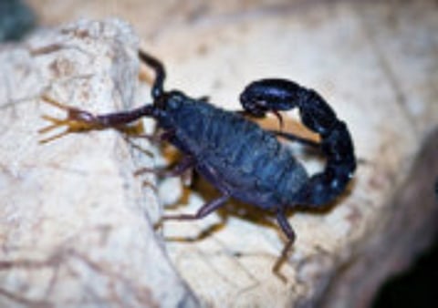 Arabian fat-tailed scorpion by Nicky Sanchez