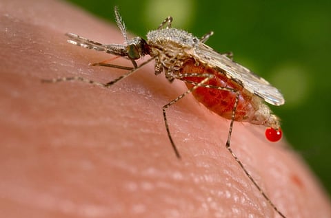 Infect mosquitoes to stop malaria
