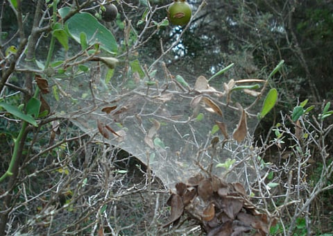 Even among spiders, nice guys finish last