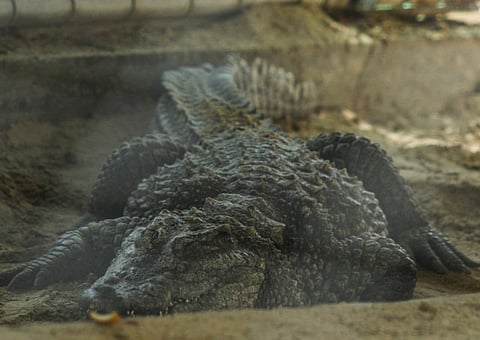 XPRESS/ Ahmed Ramzan