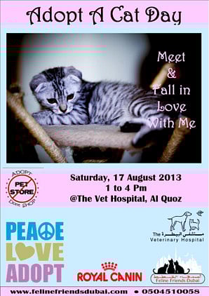 Give a home to an abandoned cat