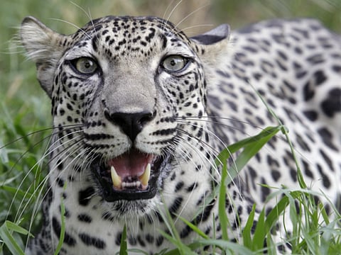 An Arabian leopard. The group, named Catsmophere, also aims to support Panthera, the world’s only organisation devoted to conservation of 40 species of wild cats by launching a number of initiatives, awareness campaigns and backing related regional and global initiatives.