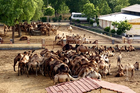 How camel milk can help control diabetes
