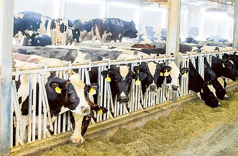 Ahmed Ramzan/Gulf News