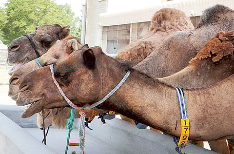 Atiq-Ur-Rehman/Gulf News