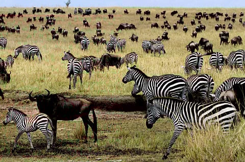 File picture: Wildebeest and Zebra migration in Masai Mara. Researchers found that horseflies landed on the bedecked horses less frequently than on those without the striped coats.