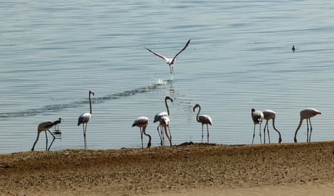 ABDUL RAHMAN /Gulf news archives