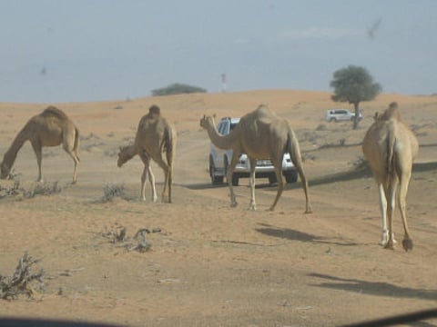 RAK offroaders in top gear at GN Fun drive