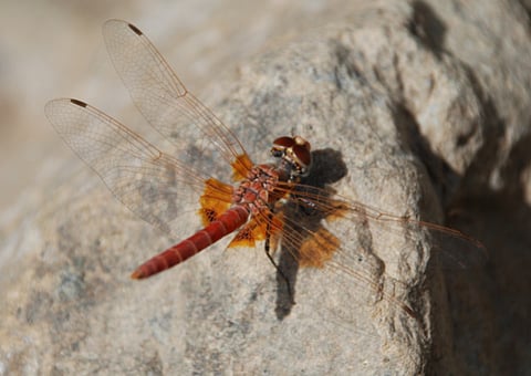 Jacky Judas, EWS-WWF