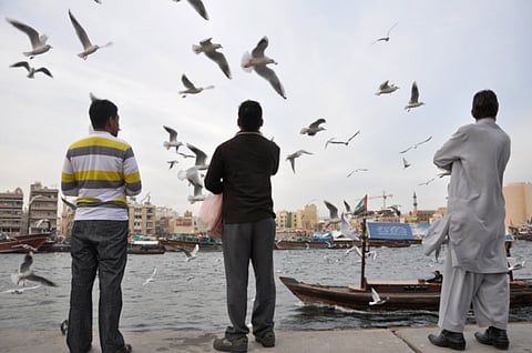 Seagulls at Deira Creek