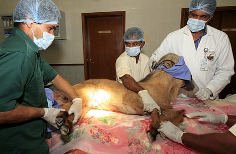 Zarina Fernandes/Gulf News