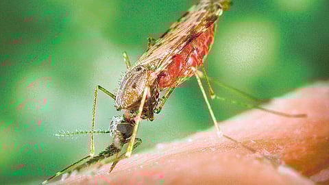 Anopheles albimanus mosquito is a vector of malaria which is responsible for 2.7 million deaths worldwide a year.