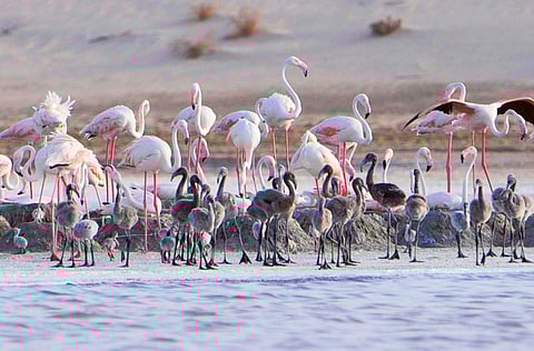 Courtesy: Environment Agency - Abu Dhabi