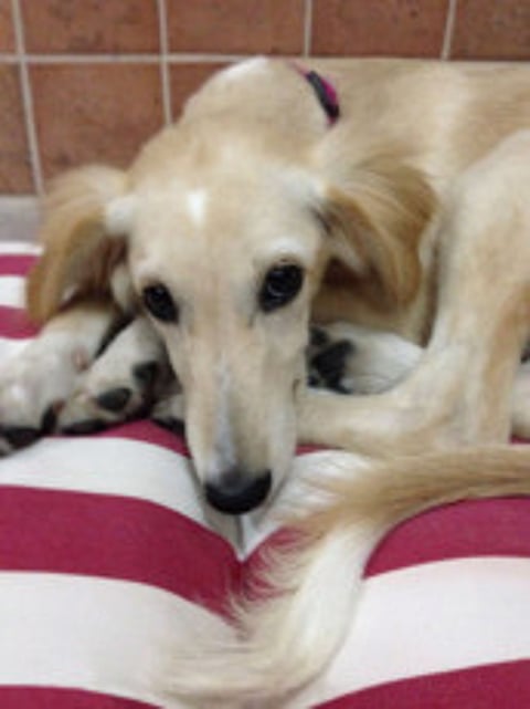 Puppies and kittens looking for a home