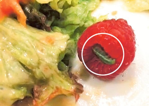Crawling worm in salad shocks diner