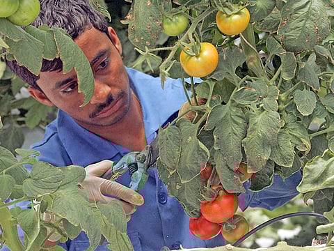 Ahmed Kutty/Gulf News