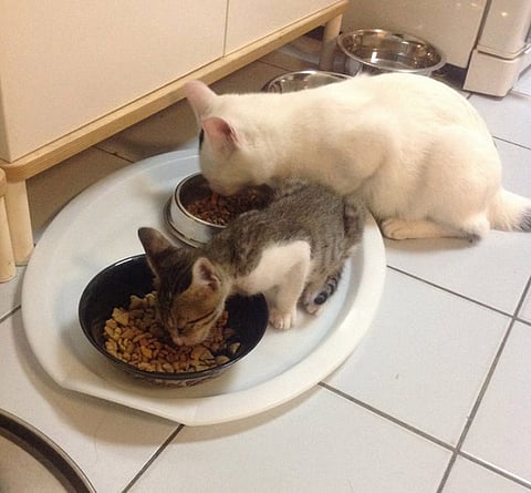 How Bruno the cat got a new name, but not a new home