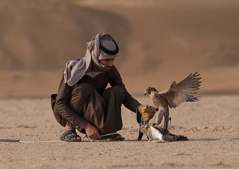 A jury made up of Emirati and international experts in the field of falcons and falcon breeding is responsible for the evaluation and participation of the falcons.