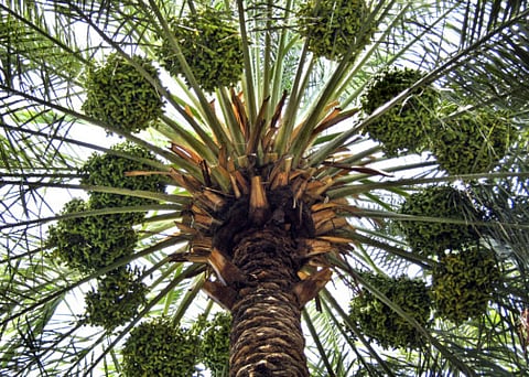 A date palm tree in Al Ain.