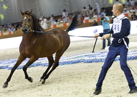 11th Dubai International Arabian Horse Championship: Foals in the spotlight