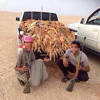 Saudi lizard poachers creating 'environmental disaster'