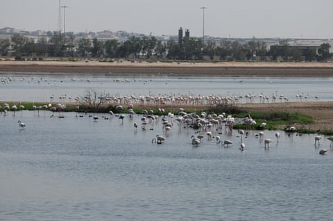 Courtesy: Dr Salim Javed