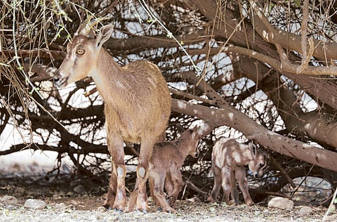 Courtesy: Management of Nature Conservation