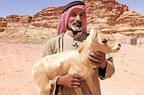 Courtesy: Wadi Rum Oryx Project
