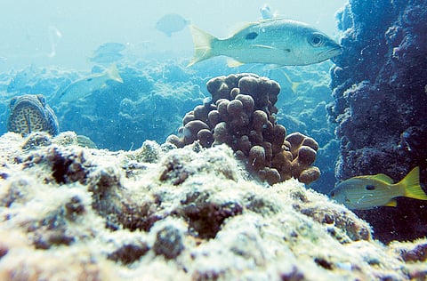 Environment Agency Abu Dhabi