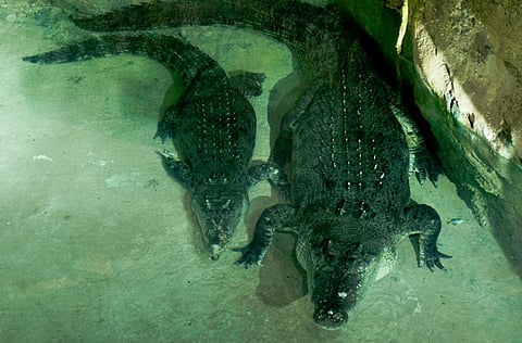 Ahmed Ramzan, Gulf News