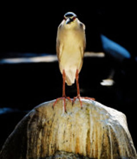 Reader pictures of the day