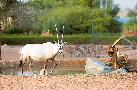 Al Ain Zoo