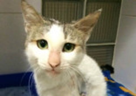 Drivers save cat hit by car