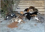 Urgent need to protect stray animals