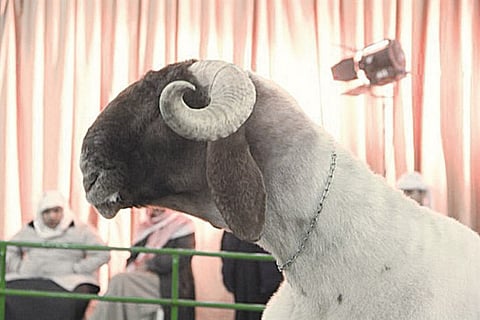 Stud sheep sells for 80,000 dinars in Kuwait