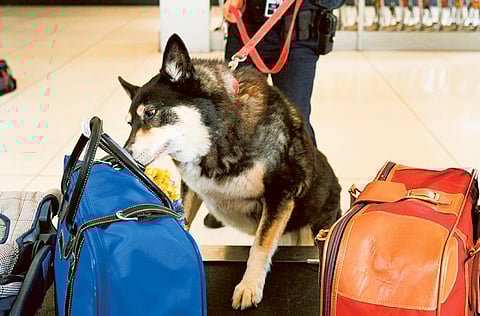 A sniffer dog at work at an airport. Pakistan is deploying sniffer dogs to detect passengers infected by COVID-19.
