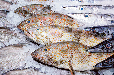 The minimum price of 1kg hamour fish has increased to Dh59.9 compared to Dh32 in the middle of May.