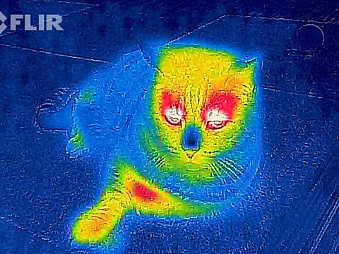 Flir.com