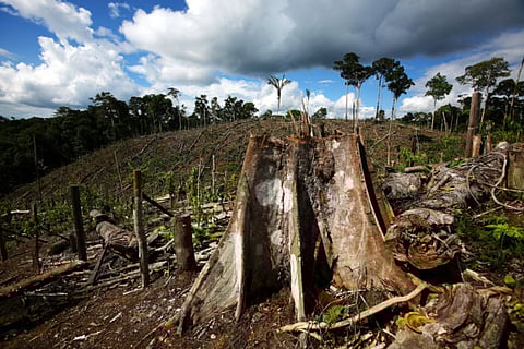 Dying to save the rainforest