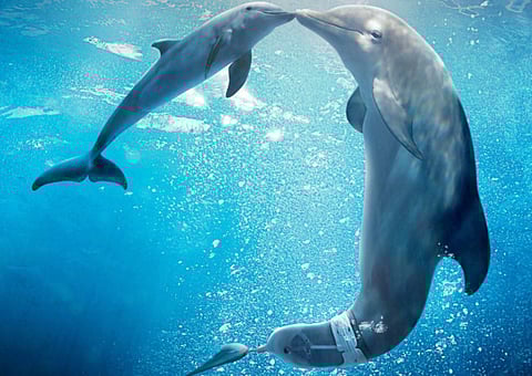 Review: ‘Dolphin Tale 2’ is a sweet story