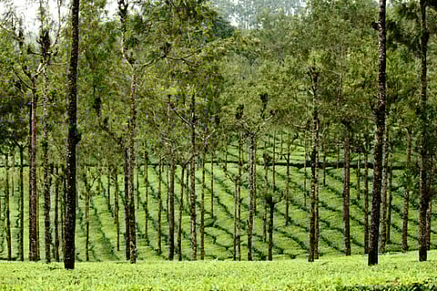 Reader picture essay: Kerala monsoon