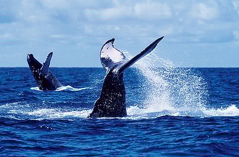 Humpback whales can be spotted around the Indian Ocean.