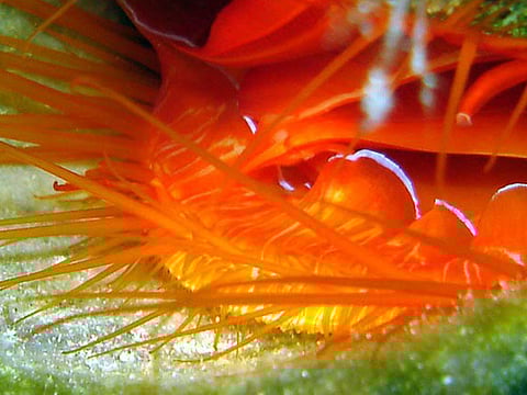 Lindsey Dougherty, University of California Berkeley