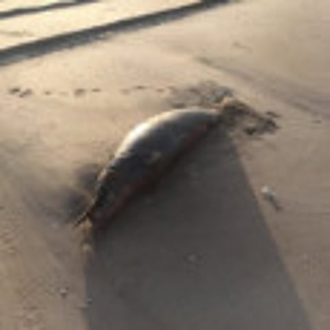 45 dead dolphins wash ashore in Oman