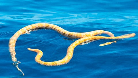 Two short-nosed sea snakes. Environment Agency Abu Dhabi has warned beachgoers to look out for sea snakes during the winter.