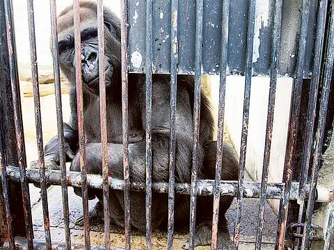 Zarina Ferandes/ Gulf News