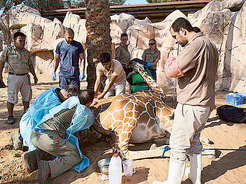 Courtesy: Al Ain Zoo